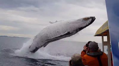 ÉPICO y SORPRENDENTE salto de una BALLENA