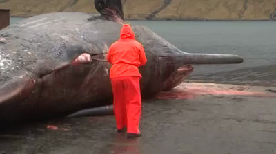 Ballena Explota - Cámara Lenta