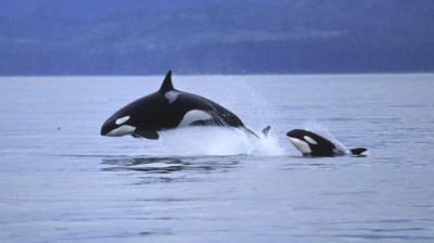 Los 10 saltos de ballenas más impresionantes