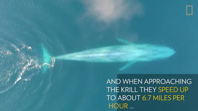 Video Nunca Visto de una ballena azul comiendo krill