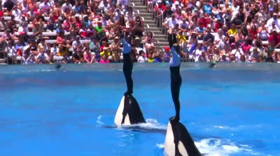 Whale Show in Sea World