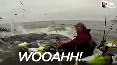 Sorpresa brutal de una ballena a un hombre en kayak