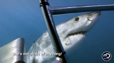 Most Intense Shark Encounters