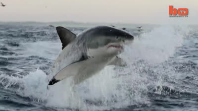 OMG! Incredible shark's jumps