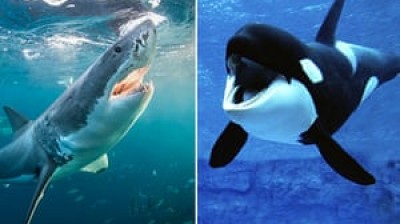 Killer orcas vs sharks