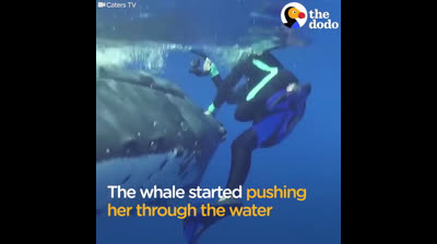 Ballena protege a submarinista