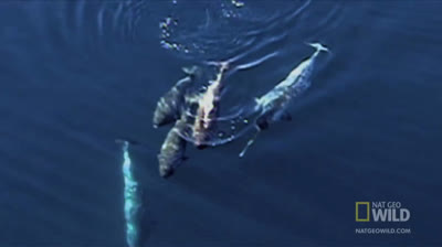 Reportaje sobre el narval