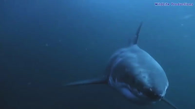 White Shark - The Majesty