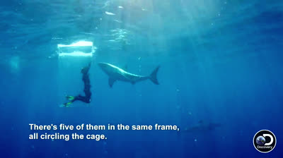 PERICOLO LETALE! Squali contro persone