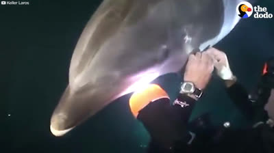 Submarinista ayuda a delfín