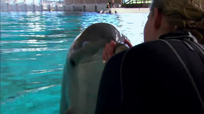 Los delfines eligen su propia comida