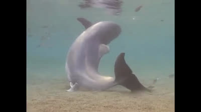 Nacimiento de un delfín