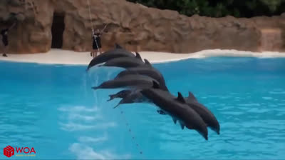 Show de delfines | Animales Graciosos