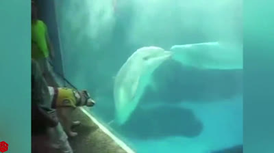 Delfines y perros - Siempre Amigos