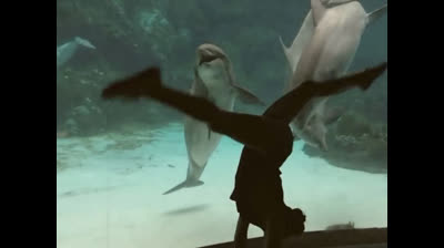 El delfín disfruta de los trucos DEL HUMANO