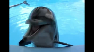 TOP 10 Delfines Más Adorables