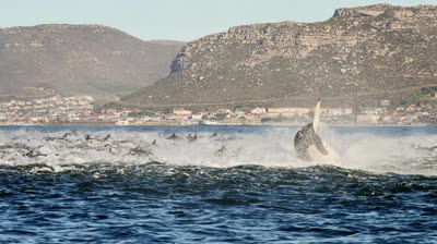 Whales Attack Dolphins