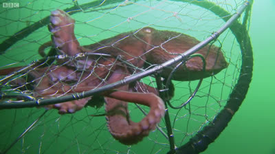 Pulpo Gigante Roba Cangrejo a Pescador