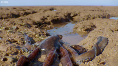 Pulpo Sobrevive En La Tierra