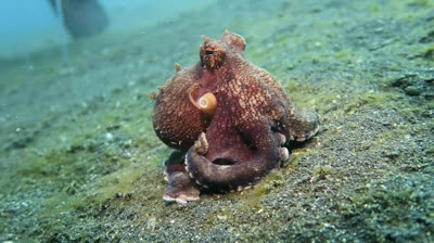 PULPOS: Maestros del camuflaje