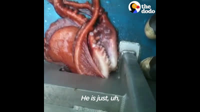 Unbelievable Octopus Escape