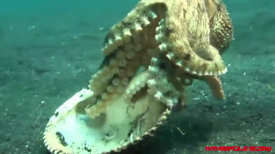 Un pulpo machaca a un cangrejo