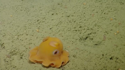 Pulpo se esconde en sus propios tentáculos