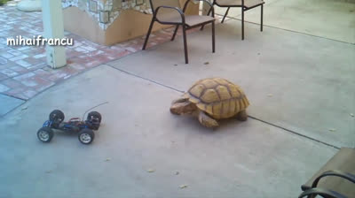 Las Tortugas Más Divertidas