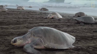 Sea Turtles Documentary