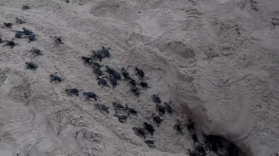 Baby Sea Turtles To The Sea