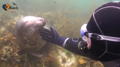 Momento Inolvidable entre foca y submarinista