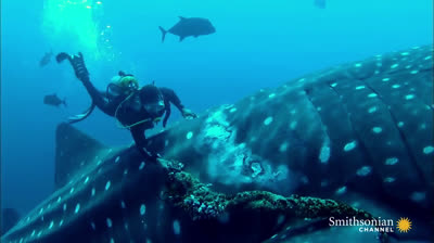 Submarinista salva a tiburón
