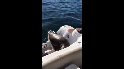 Foca se salva de ataque subiéndose a un barco