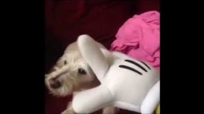 Compilation di video divertenti con cani