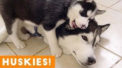 Siberian Husky giving birth