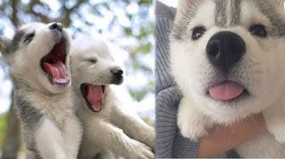 Siberian Husky Puppies Fun and lovely!!