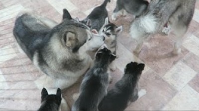 Los cachorros mas adorables de Husky