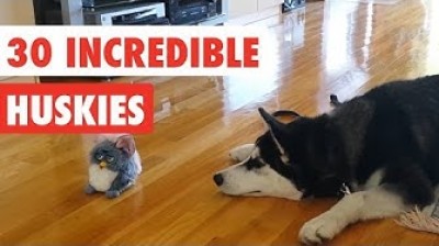30 incredible Huskies videos