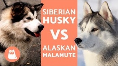 Differences between Alaskan Malamute and Siberian Husky