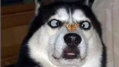 The funniest Siberian Husky in the world