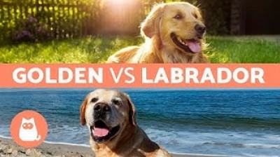 Differences between Labrador and Golden