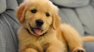 Adorable Golden Retriever puppies