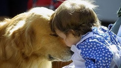 Cachorros de Golden Retriever ¡Son adorables!