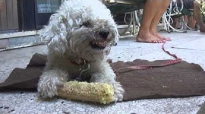 Caniche Mini Toy muy enfadado