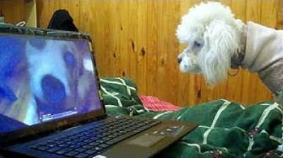 Caniche se enfada con un video de Youtube