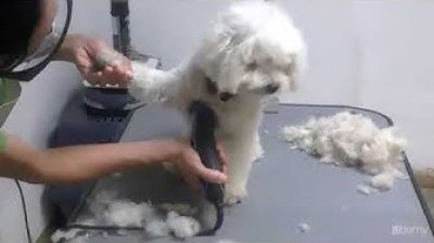 Como cortarle el pelo a tu caniche ✂️
