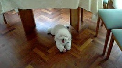 La mejor recopilación de videos de perros! Caniches