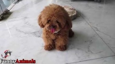 Toy Poodle — Cute And Funny Videos And Tik Toks Compilation