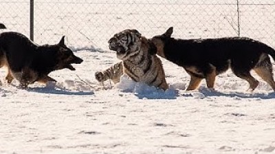 Grandes momentos del Pastor Alemán