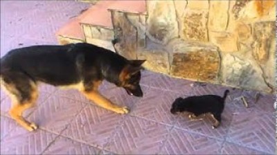Pastor Alemán y Cachorro se conocen por primera vez